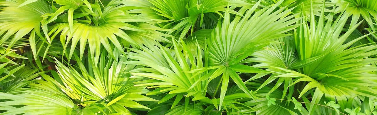 Serenoa Repens, ingrediente di Bioprost