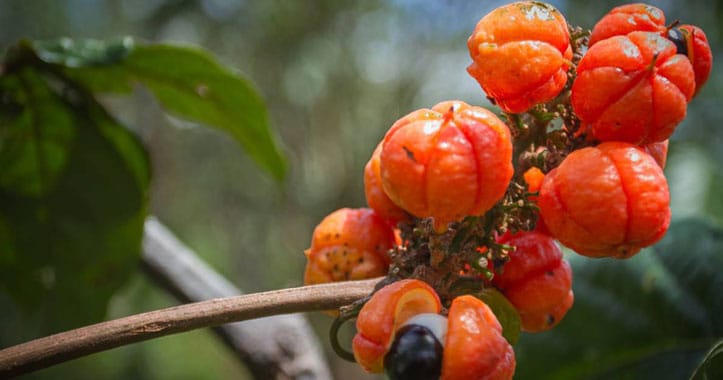 guarana-benefici-per-energia-e-contro-la-stanchezza