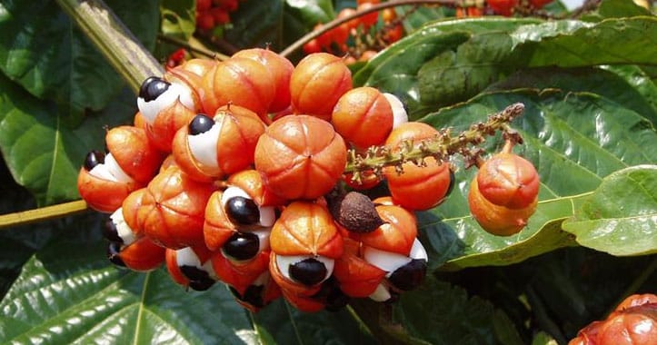 guarana-integratore-alimentare-naturale-solo-natura-come-assumerlo