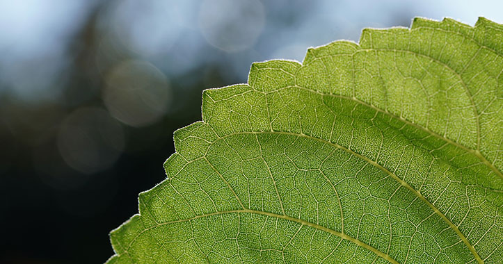 quali-sono-i-benefici-della-clorofilla quali sono i benefici della clorofilla