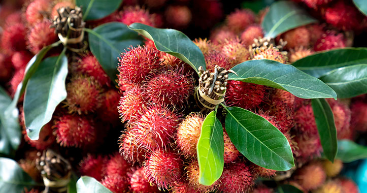 rambutan-un-membro-della-miscela-di-ingredienti-unici-di-spyridon rambutan un membro della miscela di ingredienti unici di spyridon