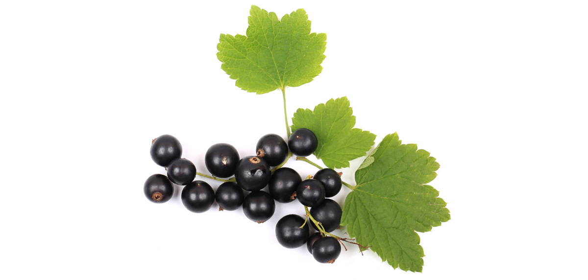 Ribes Nigrum