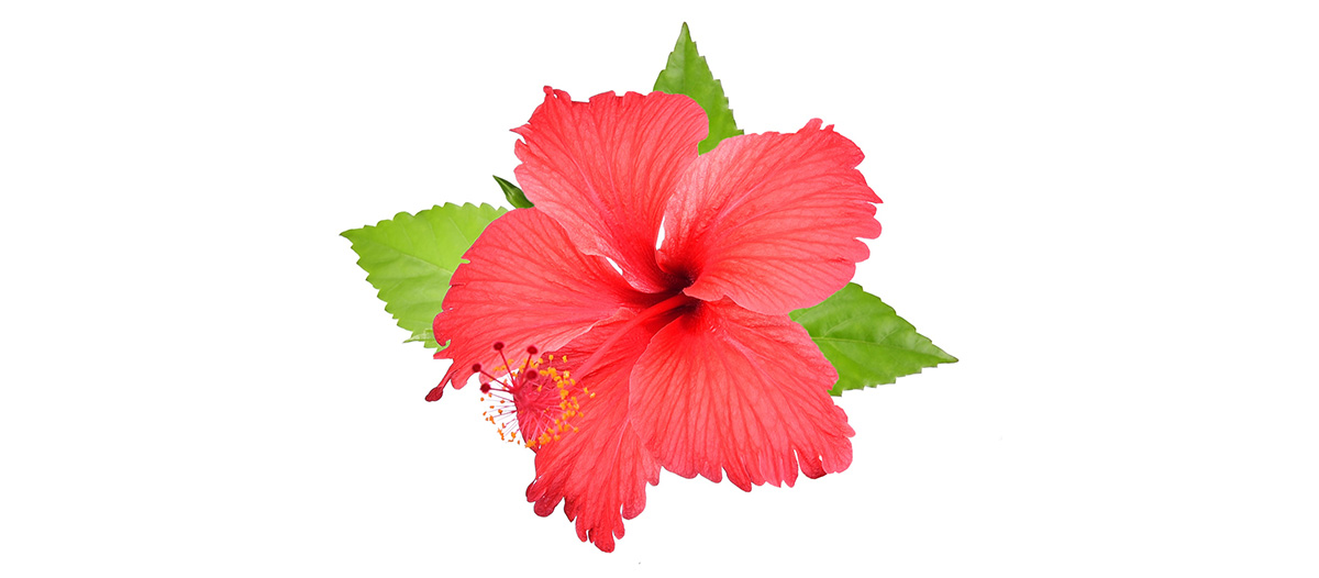 Hibiscus