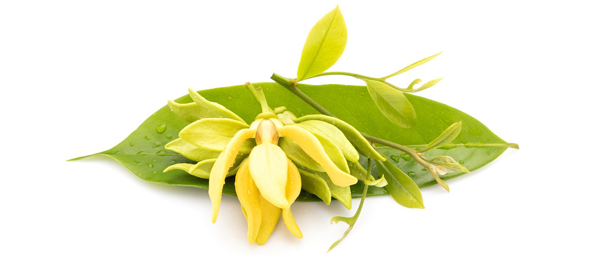 Fiore di Ylang-Ylang da cui si ricava l'omonima essenza afrodisiaca contenuta in TONIC-HER