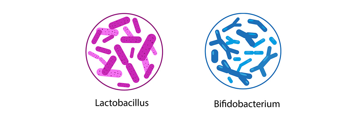 Lactobacillus, Bifidobacterium
