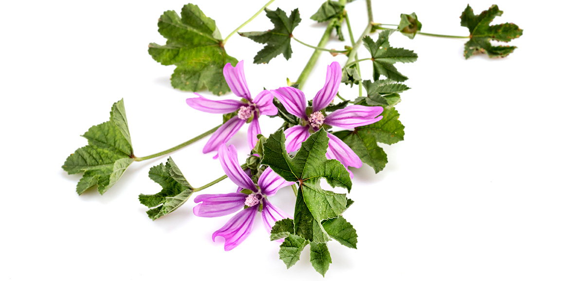 Fiori e foglie di malva