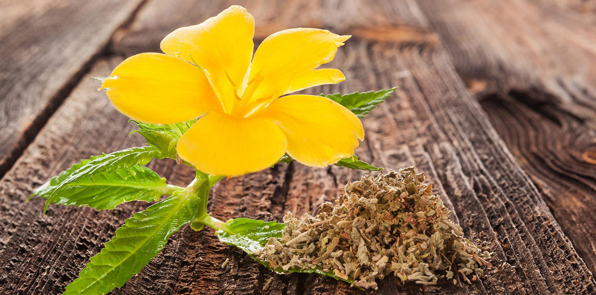 Damiana, fiore e foglie