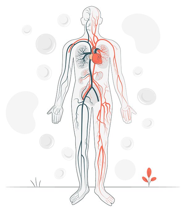 Sistema cardiovascolare Sistema cardiovascolare