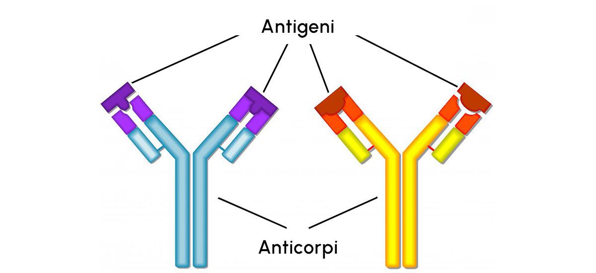 Antigeni e anticorpi Antigeni e anticorpi