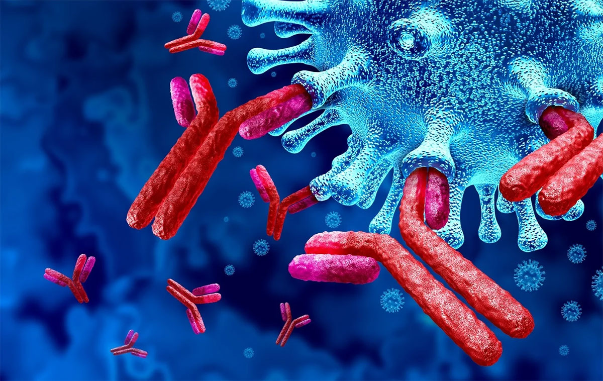 Immunocomplesso Immunocomplesso