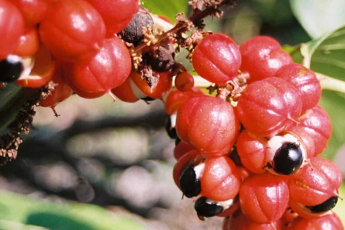 bacche rosse guaranà