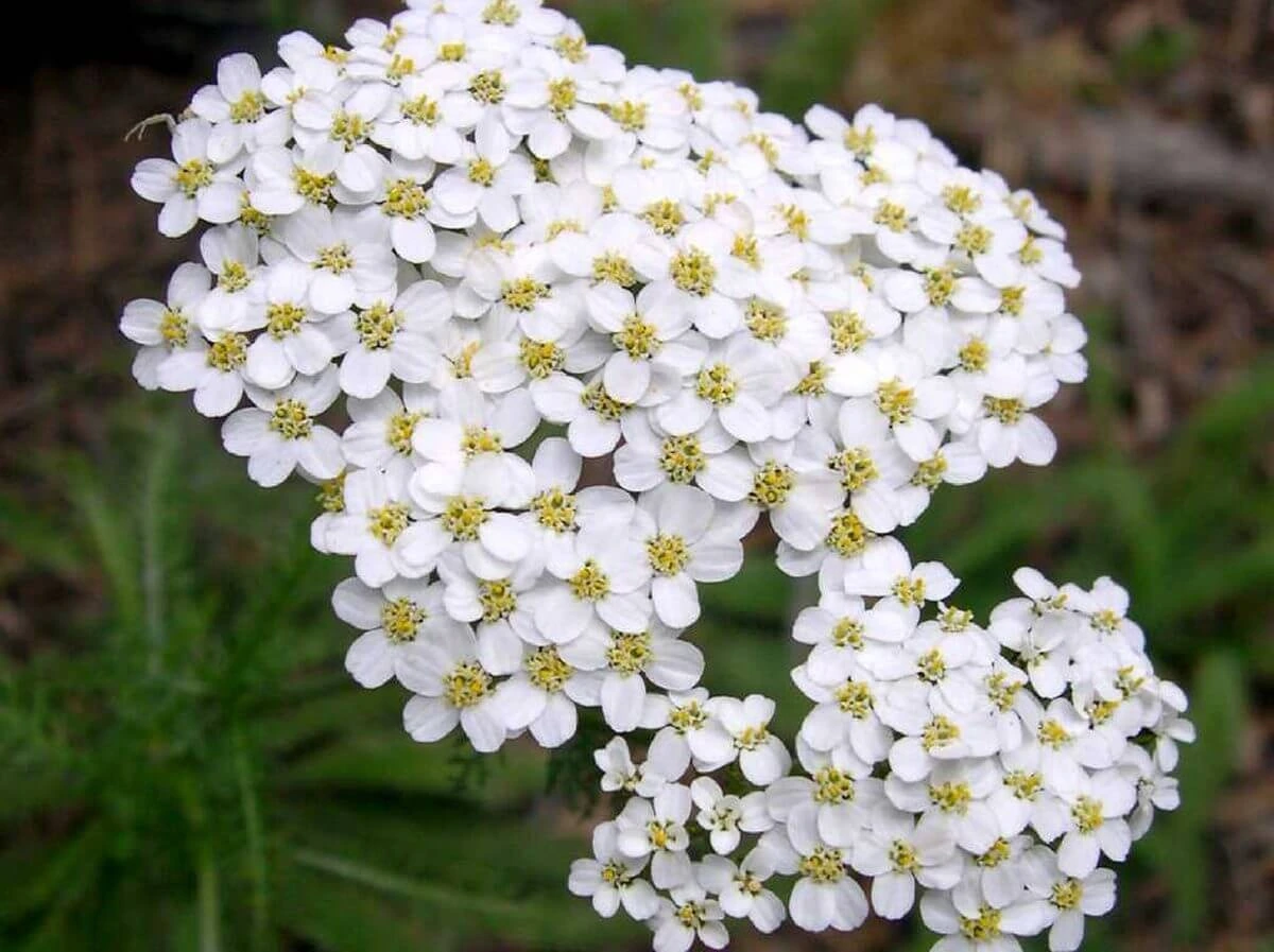 pianta fiorita fiori bianchi achillea