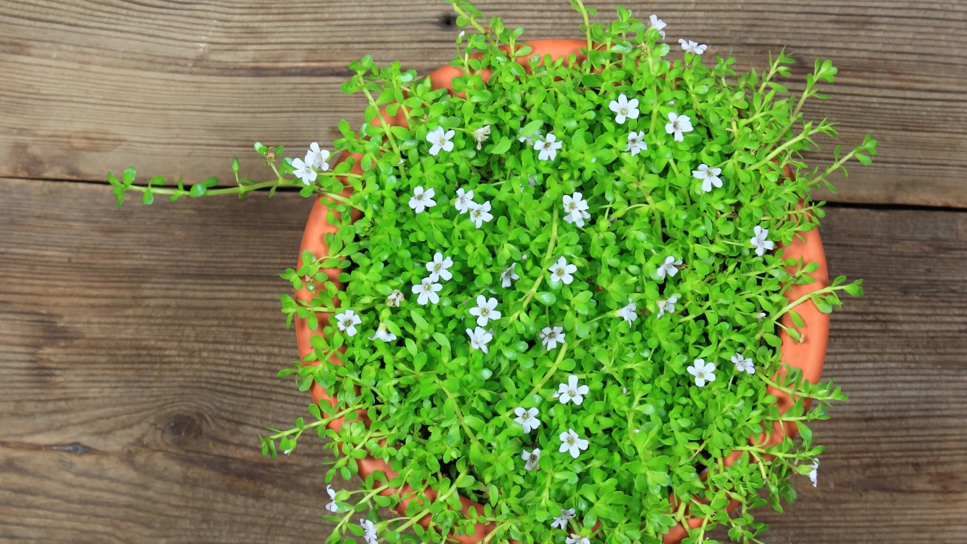 Bacopa 
