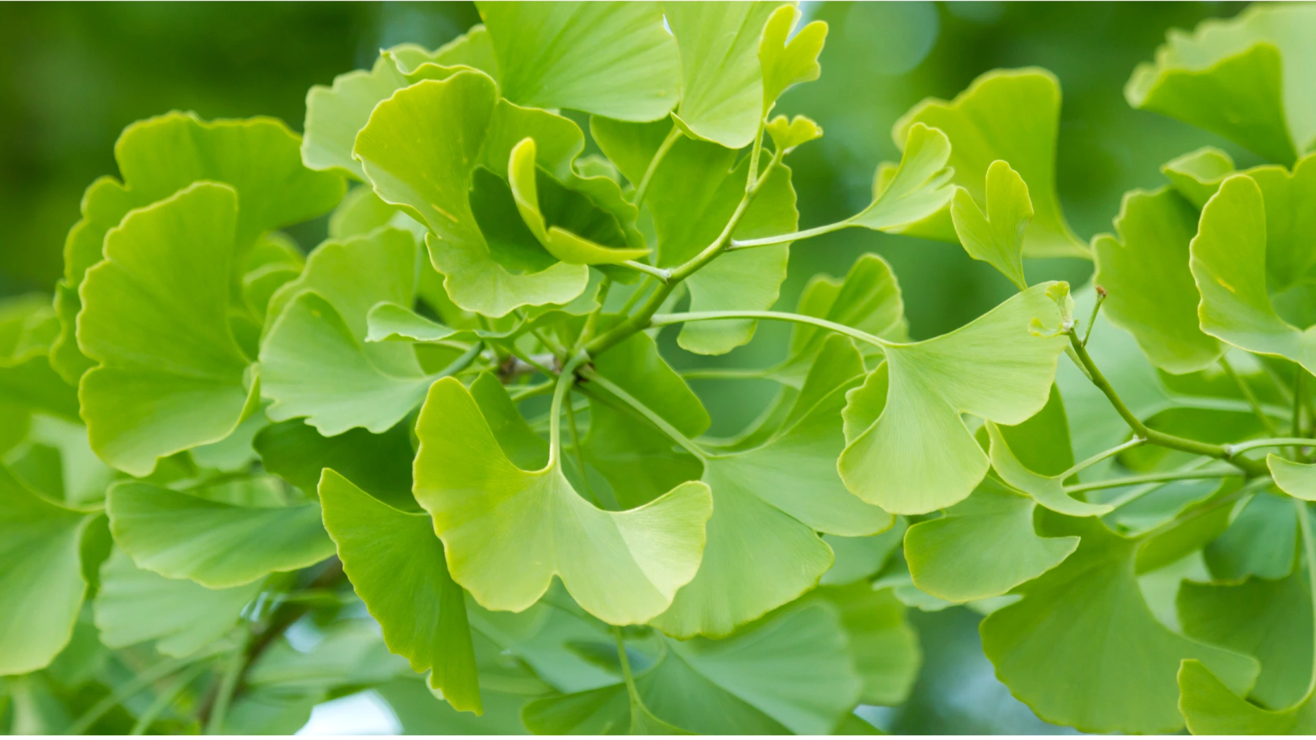 Ginko