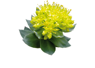 Rhodiola Rhodiola